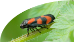 Cercopis vulnerata
